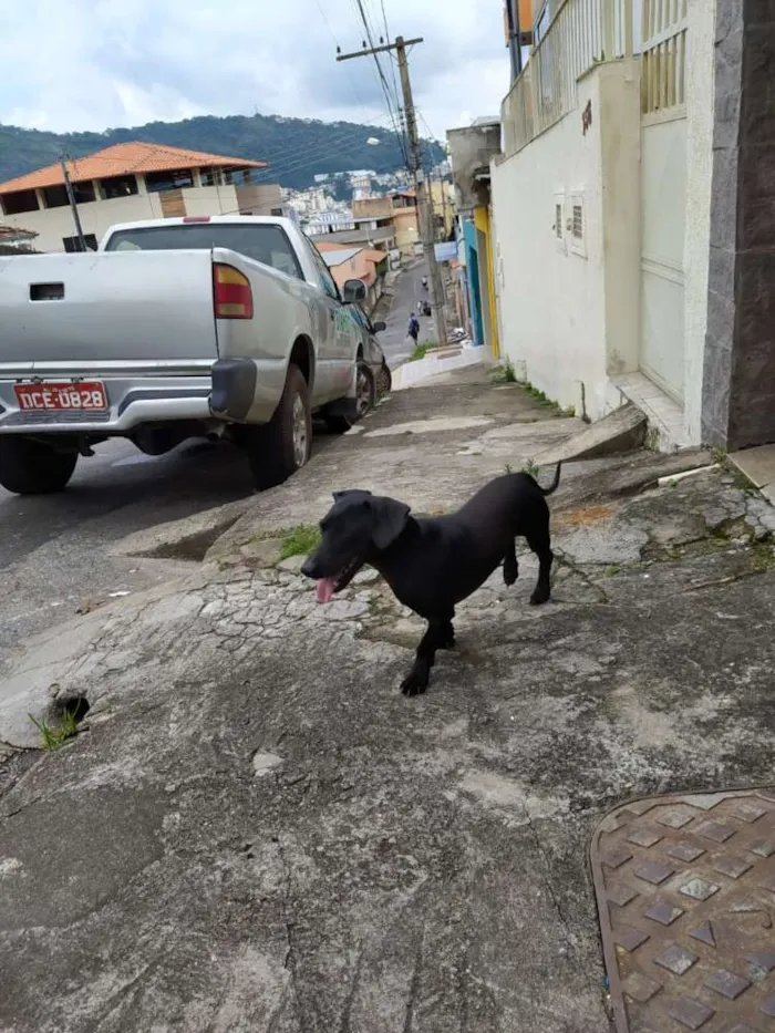 Cachorro raça Vira Lata idade  nome Indefinido