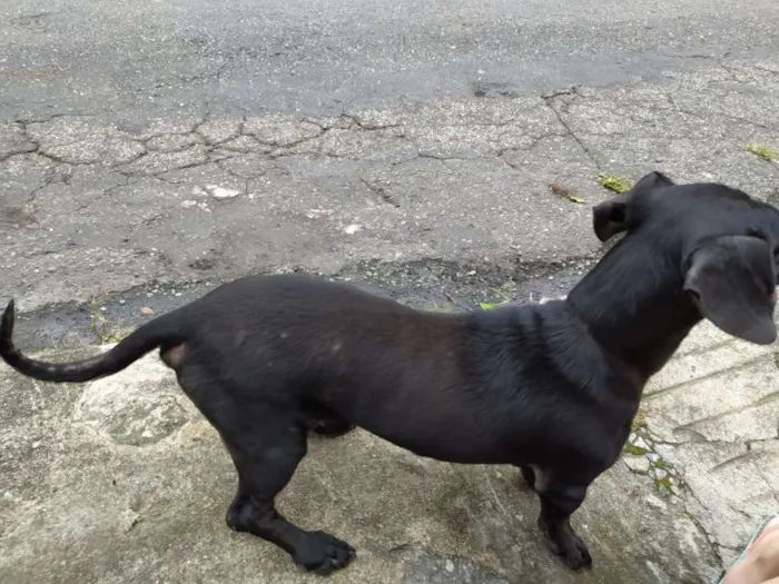Cachorro raça Vira Lata idade  nome Indefinido