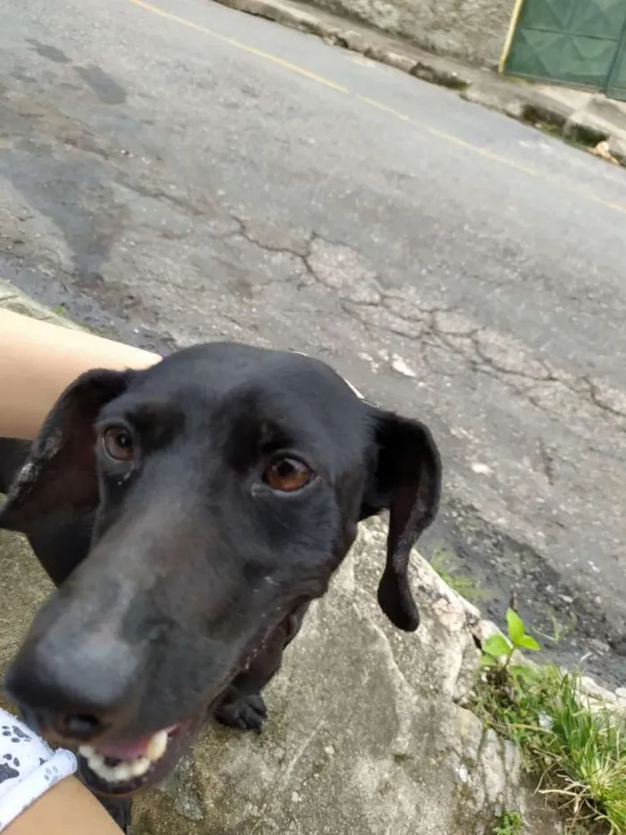 Cachorro raça Vira Lata idade  nome Indefinido