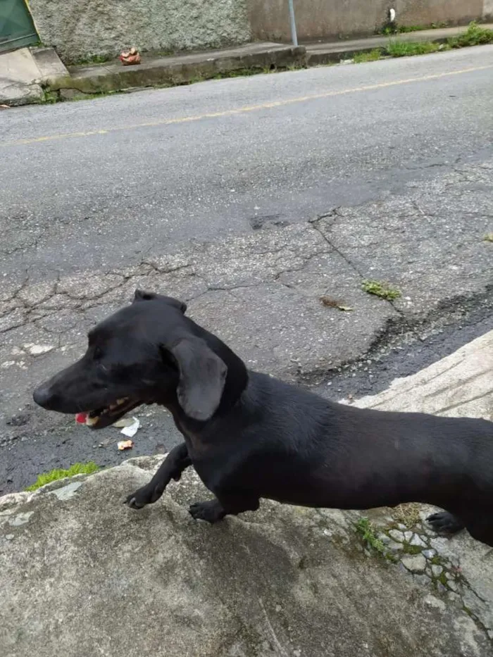 Cachorro raça Vira Lata idade  nome Indefinido