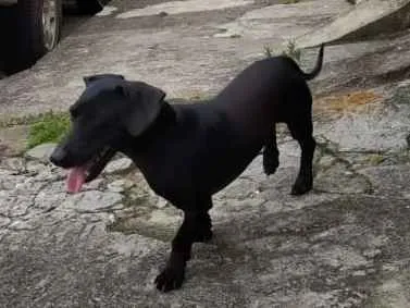 Cachorro raça Vira Lata idade  nome Indefinido
