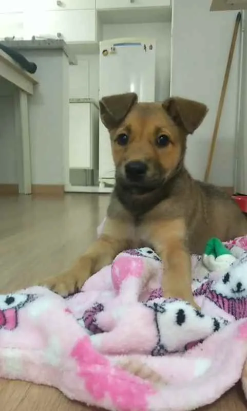 Cachorro ra a Vira Lata idade 2 a 6 meses nome Cacau