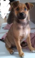 Cacau