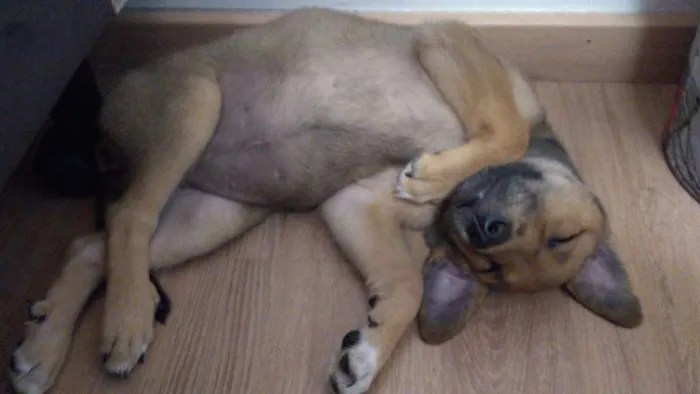 Cachorro ra a Vira Lata idade 2 a 6 meses nome Cacau