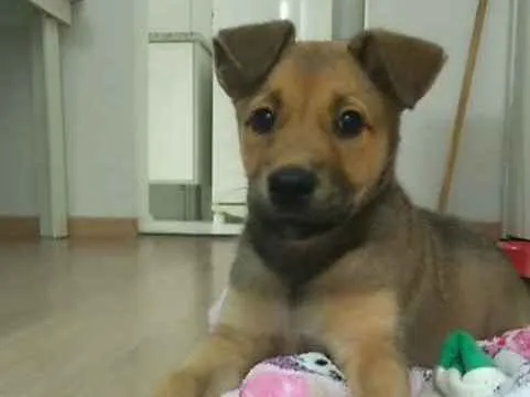 Cachorro ra a Vira Lata idade 2 a 6 meses nome Cacau