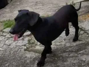Cachorro raça Vira Lata idade  nome Indefinido