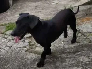 Cachorro raça Vira Lata idade  nome Indefinido