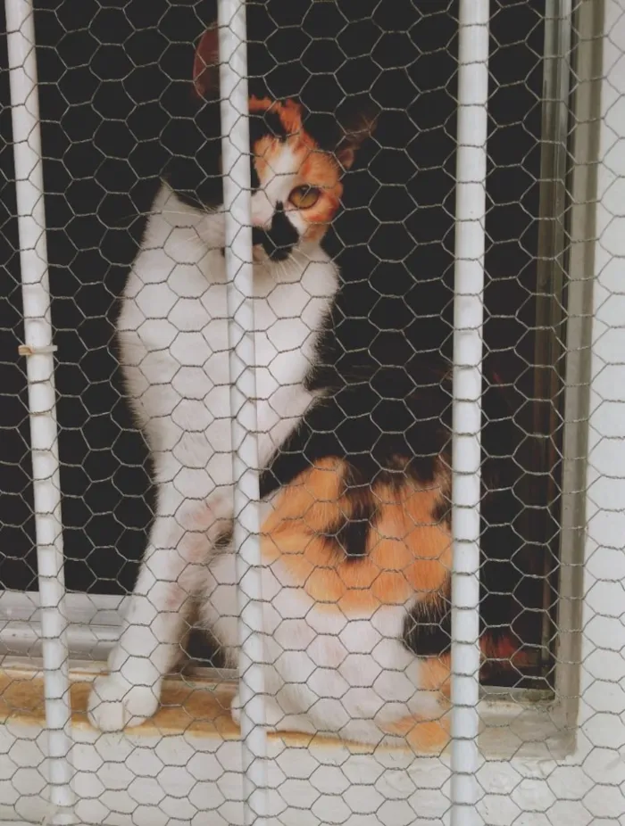 Gato raça Fêmea Tricolor  idade 2 a 6 meses nome Luna, tom e Theo 
