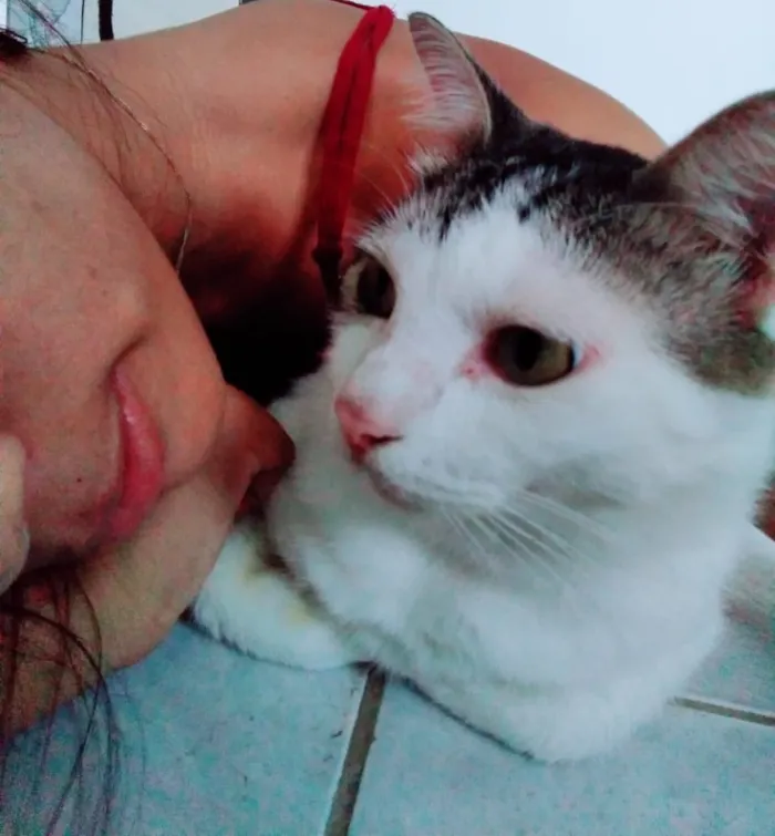 Gato raça Fêmea Tricolor  idade 2 a 6 meses nome Luna, tom e Theo 