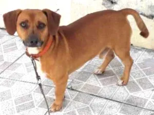 Cachorro raça Srd idade 3 anos nome Paçoca