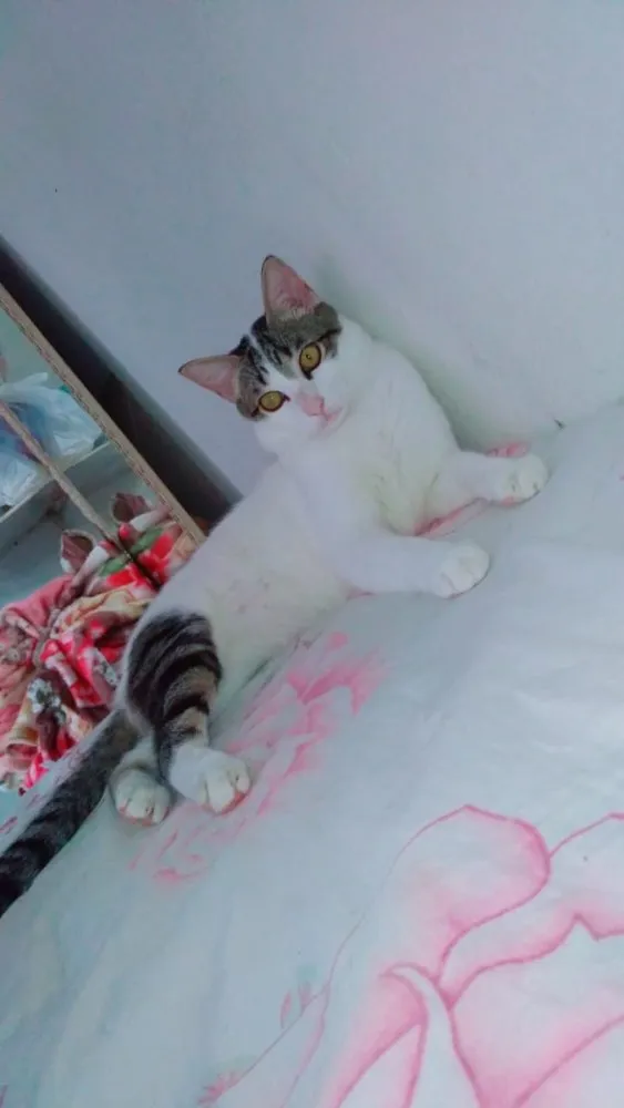 Gato raça Fêmea Tricolor  idade 2 a 6 meses nome Luna, tom e Theo 