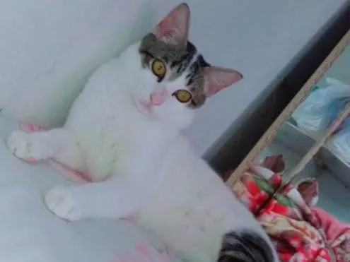 Gato raça Fêmea Tricolor  idade 2 a 6 meses nome Luna, tom e Theo 