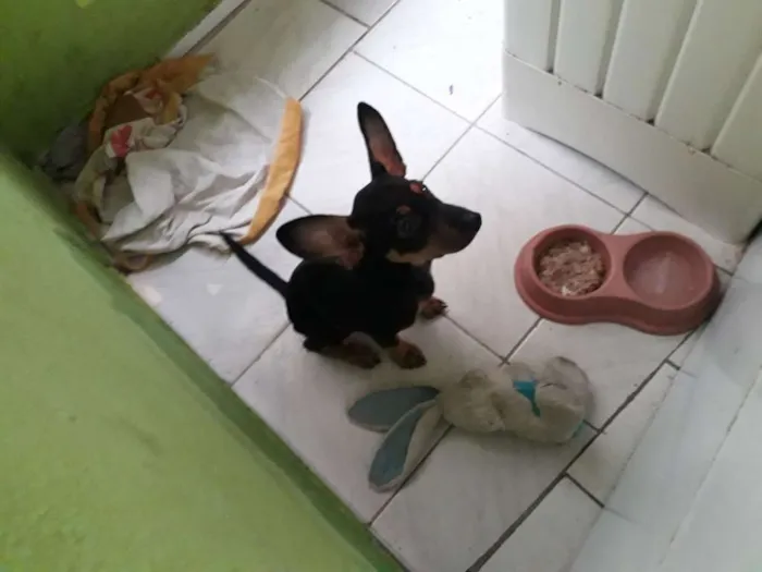 Cachorro ra a Vira lata idade 2 a 6 meses nome Fredy