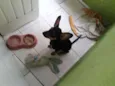 Fredy