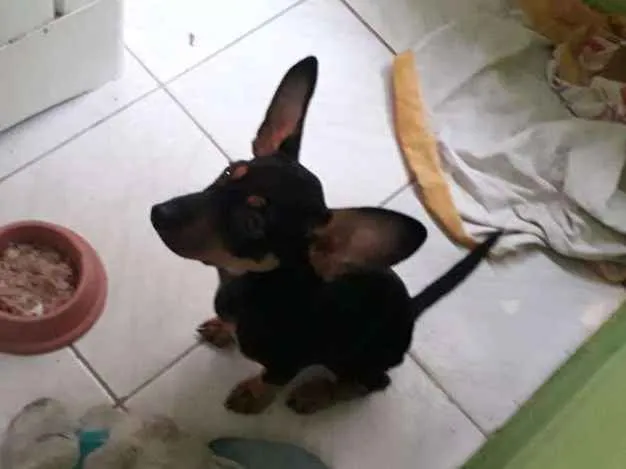 Cachorro ra a Vira lata idade 2 a 6 meses nome Fredy
