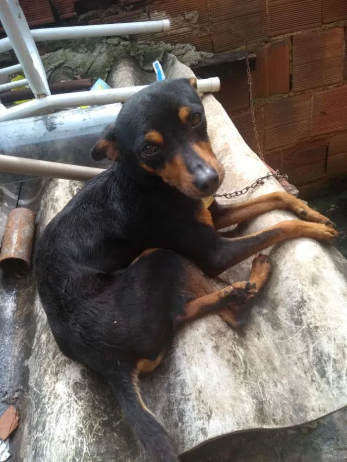 Cachorro ra a  idade 2 anos nome Foguinho