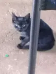 Não  tem 
