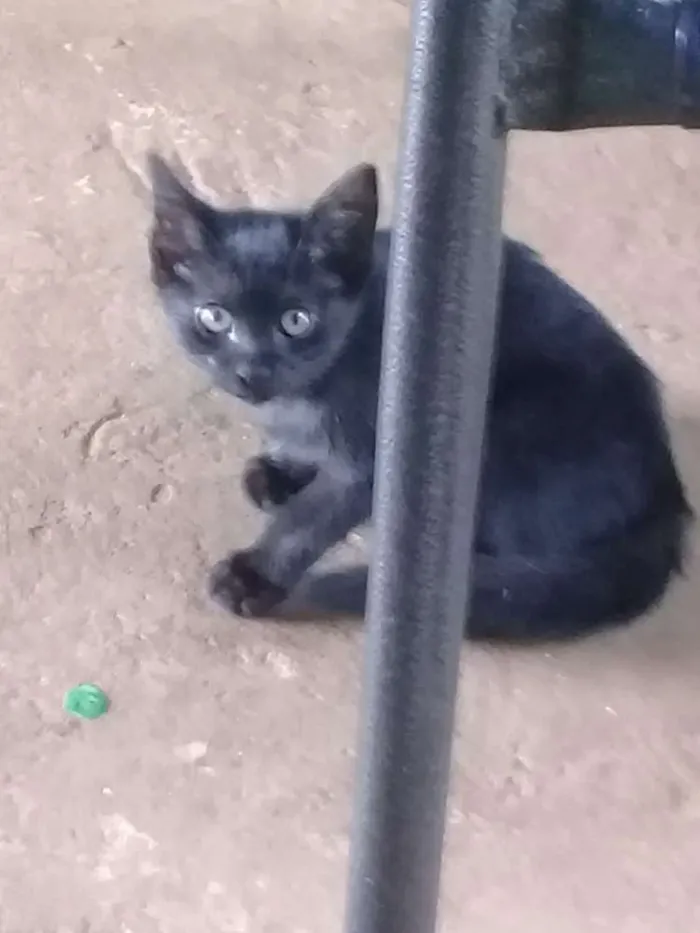 Gato ra a Vira lata  idade 2 a 6 meses nome Não  tem 