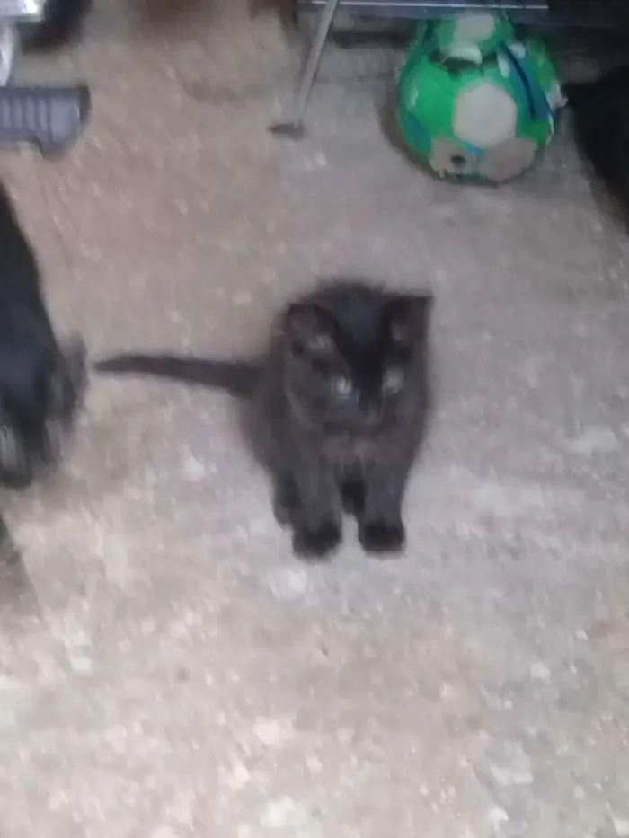 Gato ra a Vira lata  idade 2 a 6 meses nome Não  tem 