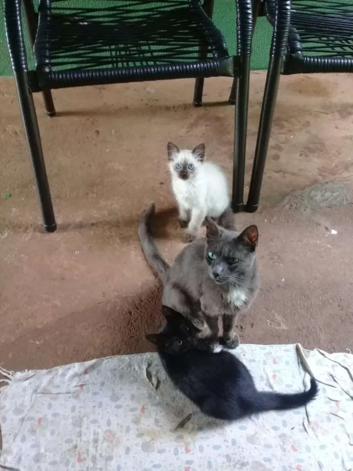 Gato ra a Vira lata  idade 2 a 6 meses nome Não  tem 