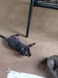 Não  tem 