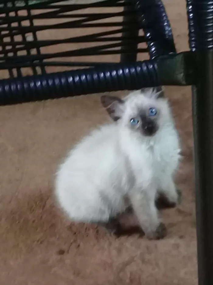 Gato ra a Vira lata  idade 2 a 6 meses nome Nao tem