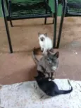 Nao tem