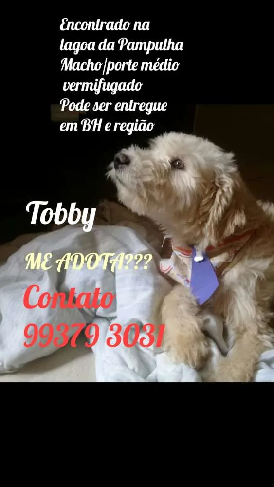 Cachorro raça Poddle 5 idade 1 ano nome Tobby