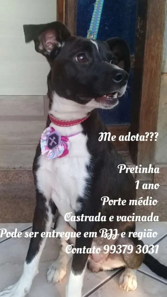 Cachorro raça SRD idade 1 ano nome Pretinha 