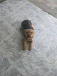 Dodo