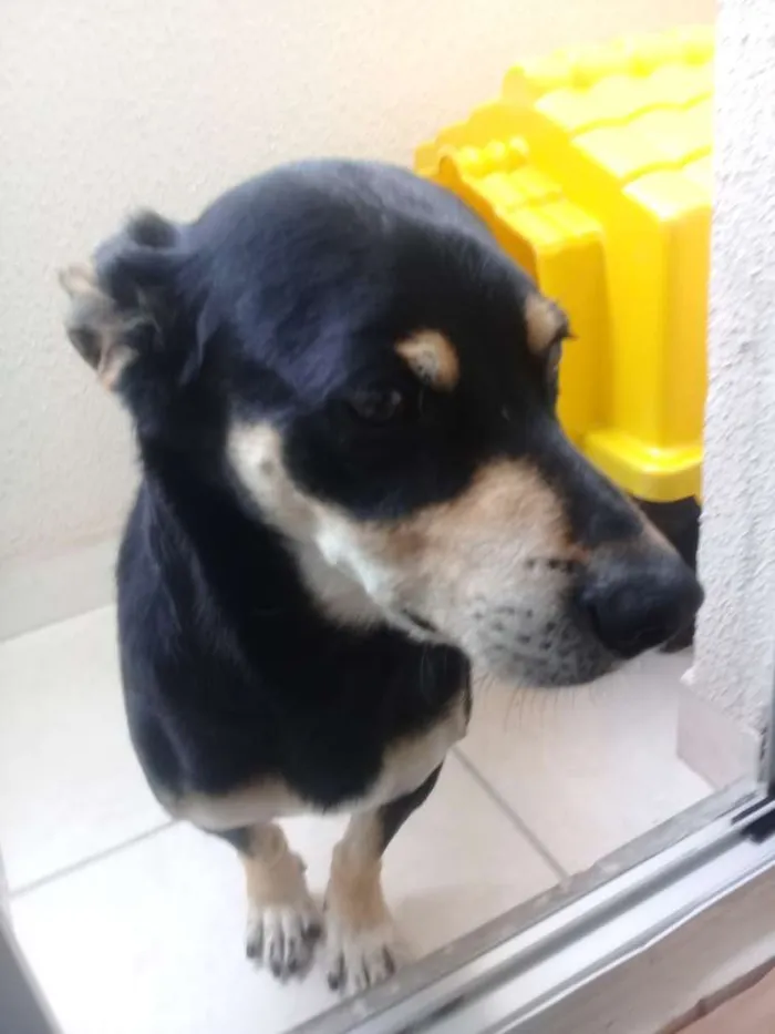 Cachorro ra a SRD idade 5 anos nome Black