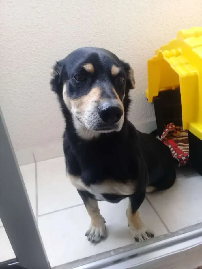 Cachorro ra a SRD idade 5 anos nome Black