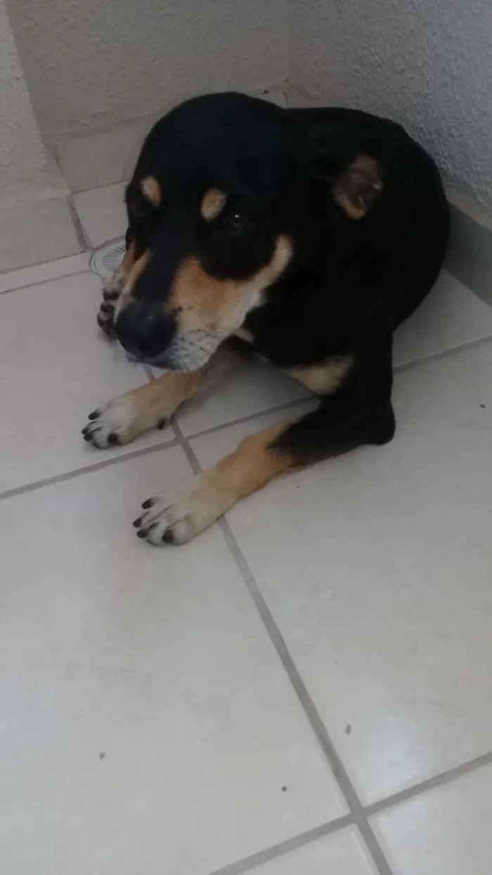 Cachorro ra a SRD idade 5 anos nome Black