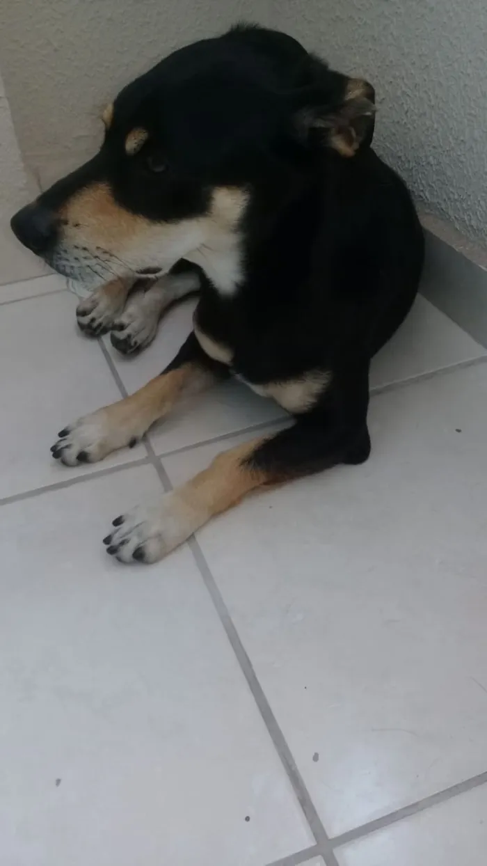 Cachorro ra a SRD idade 5 anos nome Black
