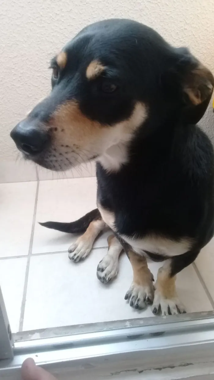 Cachorro ra a SRD idade 5 anos nome Black