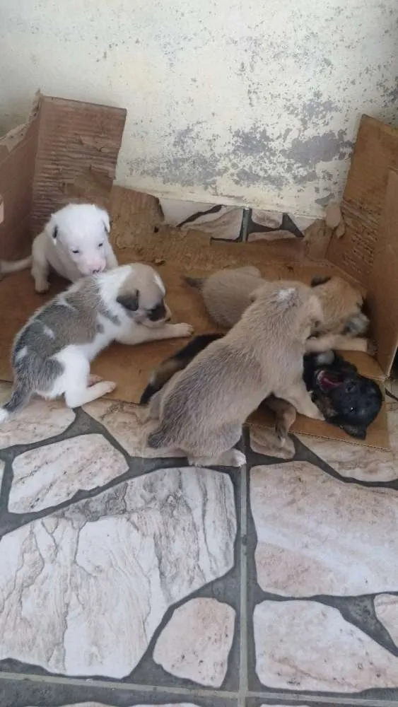 Cachorro ra a Vira lata idade Abaixo de 2 meses nome Peludinhos