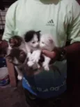 Bolinhas