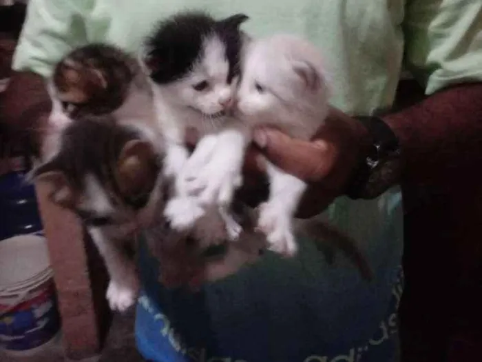 Gato ra a Sem raça definida idade Abaixo de 2 meses nome Bolinhas