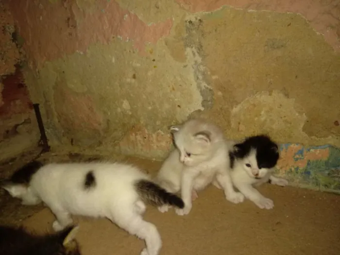 Gato ra a Sem raça definida idade Abaixo de 2 meses nome Bolinhas