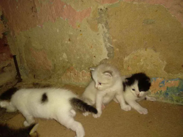 Gato ra a Sem raça definida idade Abaixo de 2 meses nome Bolinhas