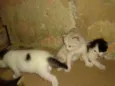 Bolinhas