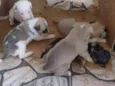 Peludinhos