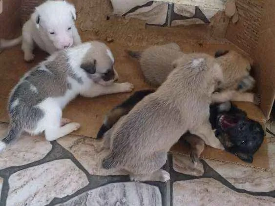 Cachorro ra a Vira lata idade Abaixo de 2 meses nome Peludinhos