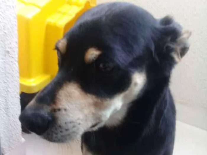 Cachorro ra a SRD idade 5 anos nome Black