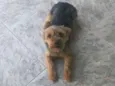 Dodo