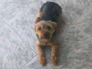 Cachorro raça Yokshine idade 1 ano nome Dodo