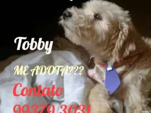 Cachorro raça Poddle 5 idade 1 ano nome Tobby