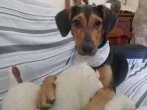 Cachorro raça SRD idade 1 ano nome Spike