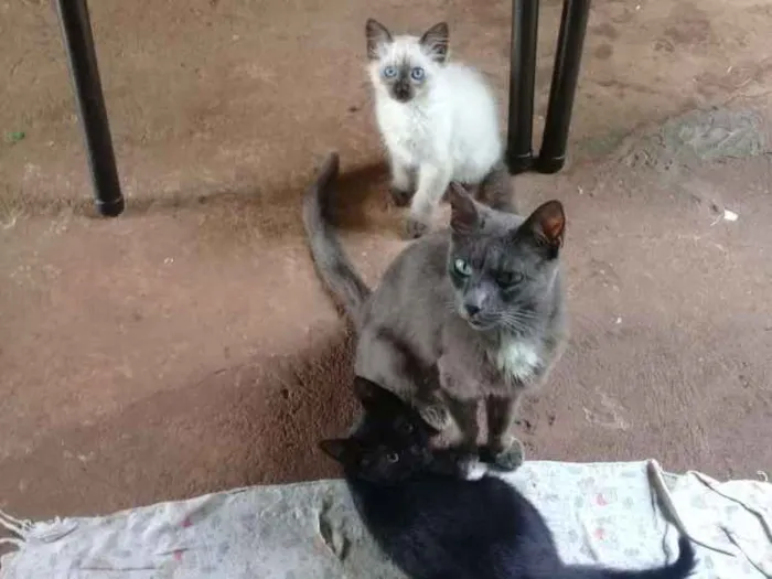 Gato ra a Vira lata  idade 2 a 6 meses nome Nao tem