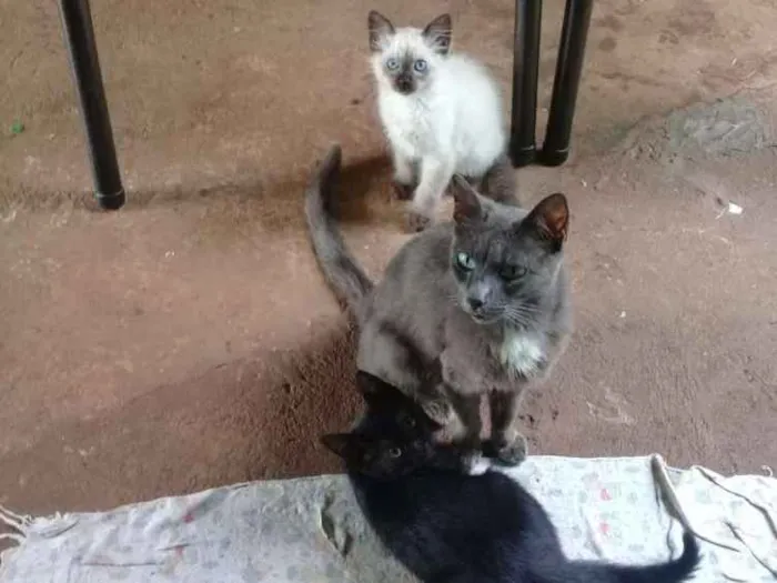 Gato ra a Vira lata  idade 2 a 6 meses nome Não  tem 